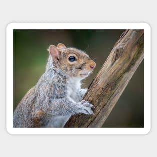 Grey Squirrel Portrait Sticker